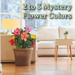 Tropical Plants of Florida Live Hibiscus Bush – Mystery Multi-Color Flowering Shrub in 3 Gallon Pot, 24 to 28” Tall – 2 to 3 Mixed Bloom Colors, Outdoor Tropical Garden Plant