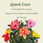 Tropical Plants of Florida Live Hibiscus Bush – Mystery Multi-Color Flowering Shrub in 3 Gallon Pot, 24 to 28” Tall – 2 to 3 Mixed Bloom Colors, Outdoor Tropical Garden Plant