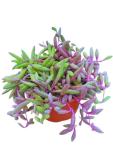 Othonna Capensis Ruby Necklace Live Succulent Plant