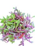 Othonna Capensis Ruby Necklace Live Succulent Plant