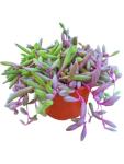 Othonna Capensis Ruby Necklace Live Succulent Plant