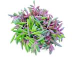 Othonna Capensis Ruby Necklace Live Succulent Plant