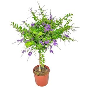 Duranta Tree Live Plant - Purple Showers - Overall Height 36" to 42" - Tropical Plants of Florida (Plant in Growers Pot)