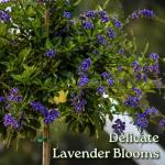 Duranta Tree Live Plant - Purple Showers - Overall Height 36" to 42" - Tropical Plants of Florida (Plant in Growers Pot)