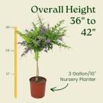 Duranta Tree Live Plant - Purple Showers - Overall Height 36" to 42" - Tropical Plants of Florida (Plant in Growers Pot)