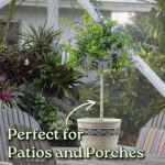 Duranta Tree Live Plant - Purple Showers - Overall Height 36" to 42" - Tropical Plants of Florida (Plant in Growers Pot)