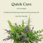 Duranta Tree Live Plant - Purple Showers - Overall Height 36" to 42" - Tropical Plants of Florida (Plant in Growers Pot)