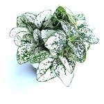 White Splash Hypoestes Live Potted Plant, 2