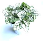 White Splash Hypoestes Live Potted Plant, 2