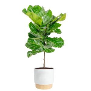 Fiddle Leaf Fig Tree - Indoor Potted Plant