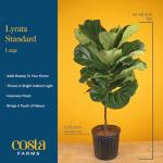 Fiddle Leaf Fig Tree - Indoor Potted Plant