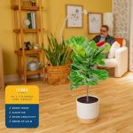 Fiddle Leaf Fig Tree - Indoor Potted Plant