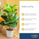 Fiddle Leaf Fig Tree - Indoor Potted Plant