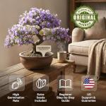 Bonsai Starter Kit – Growing Jacaranda Bonzai Tree from Seeds | Complete Indoor Tree Kit for Growing Plants with Tools & Planter – Gardening Gifts for Mother, Women & Men