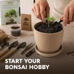 Bonsai Starter Kit – Growing Jacaranda Bonzai Tree from Seeds | Complete Indoor Tree Kit for Growing Plants with Tools & Planter – Gardening Gifts for Mother, Women & Men