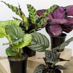 Calathea Prayer Plant Indoor Kit (4 Pack)