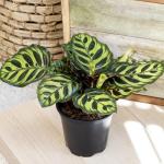 Calathea Prayer Plant Indoor Kit (4 Pack)