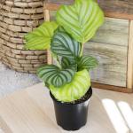 Calathea Prayer Plant Indoor Kit (4 Pack)
