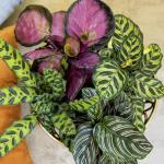 Calathea Prayer Plant Indoor Kit (4 Pack)