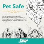 Calathea Prayer Plant Indoor Kit (4 Pack)