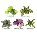 Calathea Prayer Plant Indoor Kit (4 Pack)