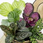 Calathea Prayer Plant Indoor Kit (4 Pack)
