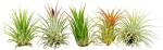 ragnaroc Air Plants - Tillandsia Ionantha Pack, Regular 1-3" - 12ct - Live Arrival Guaranteed - House Plants for Home Decor & Gift