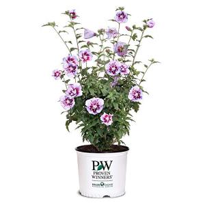 Proven Winners 2 Gal. Purple Pillar Rose of Sharon (Hibiscus) Shrub