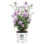Proven Winners 2 Gal. Purple Pillar Rose of Sharon (Hibiscus) Shrub