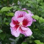 Proven Winners 2 Gal. Purple Pillar Rose of Sharon (Hibiscus) Shrub