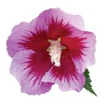 Proven Winners 2 Gal. Purple Pillar Rose of Sharon (Hibiscus) Shrub
