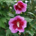 Proven Winners 2 Gal. Purple Pillar Rose of Sharon (Hibiscus) Shrub