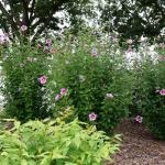 Proven Winners 2 Gal. Purple Pillar Rose of Sharon (Hibiscus) Shrub