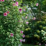 Proven Winners 2 Gal. Purple Pillar Rose of Sharon (Hibiscus) Shrub