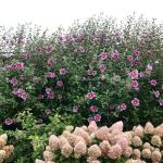 Proven Winners 2 Gal. Purple Pillar Rose of Sharon (Hibiscus) Shrub