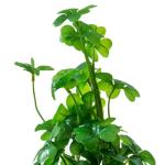 MyGift Set of 3 Fake Plants, Small Artificial Potted Plants Indoor in Clear Glass Pot, 9.5 Inch Faux Plant for Home Decor