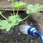 GREEN MOUNT 24-Inch Watering Wand for Gardens