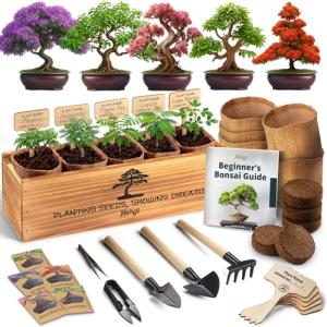Avergo Indoor Bonsai Tree Starter Kit