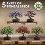 Avergo Indoor Bonsai Tree Starter Kit
