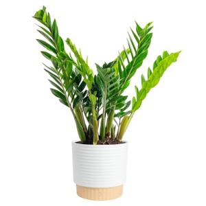ZZ Plant in Modern Planter – Air Purifying Houseplant
