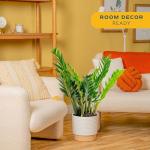 ZZ Plant in Modern Planter – Air Purifying Houseplant