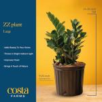 ZZ Plant in Modern Planter – Air Purifying Houseplant