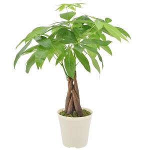 Money Tree Live Indoor Plant in 4" Pot