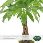 Money Tree Live Indoor Plant in 4" Pot