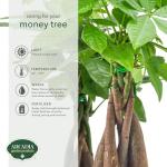 Money Tree Live Indoor Plant in 4" Pot