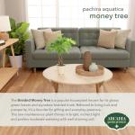 Money Tree Live Indoor Plant in 4" Pot