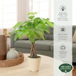 Money Tree Live Indoor Plant in 4" Pot