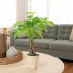 Money Tree Live Indoor Plant in 4" Pot