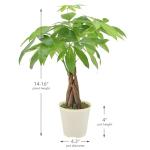 Money Tree Live Indoor Plant in 4" Pot