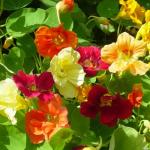 350+ Non-GMO Jewel Mixture Nasturtium Seeds